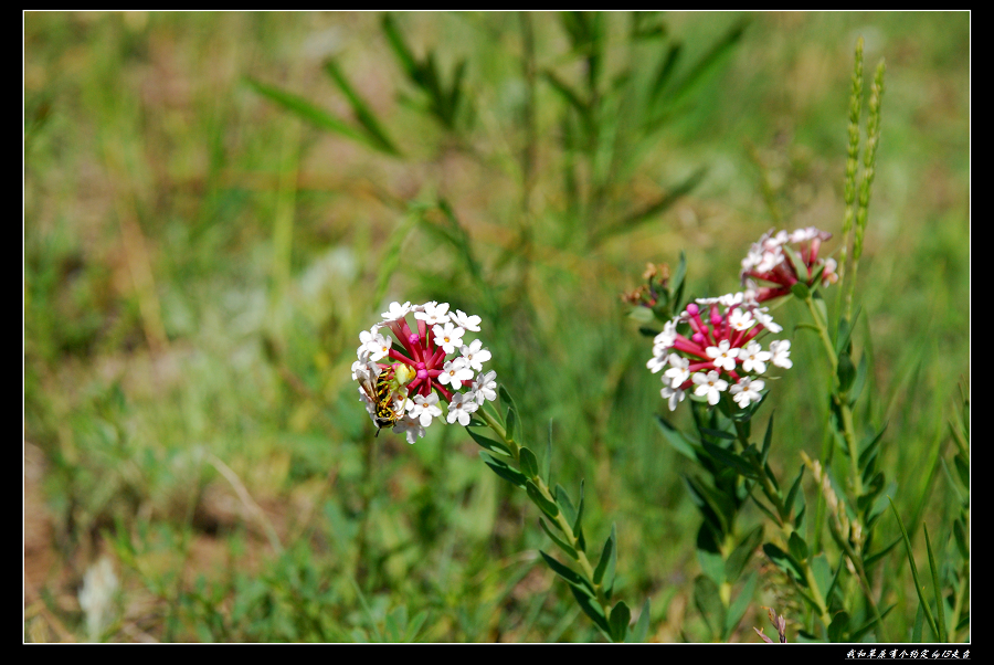 DSC_2755.jpg