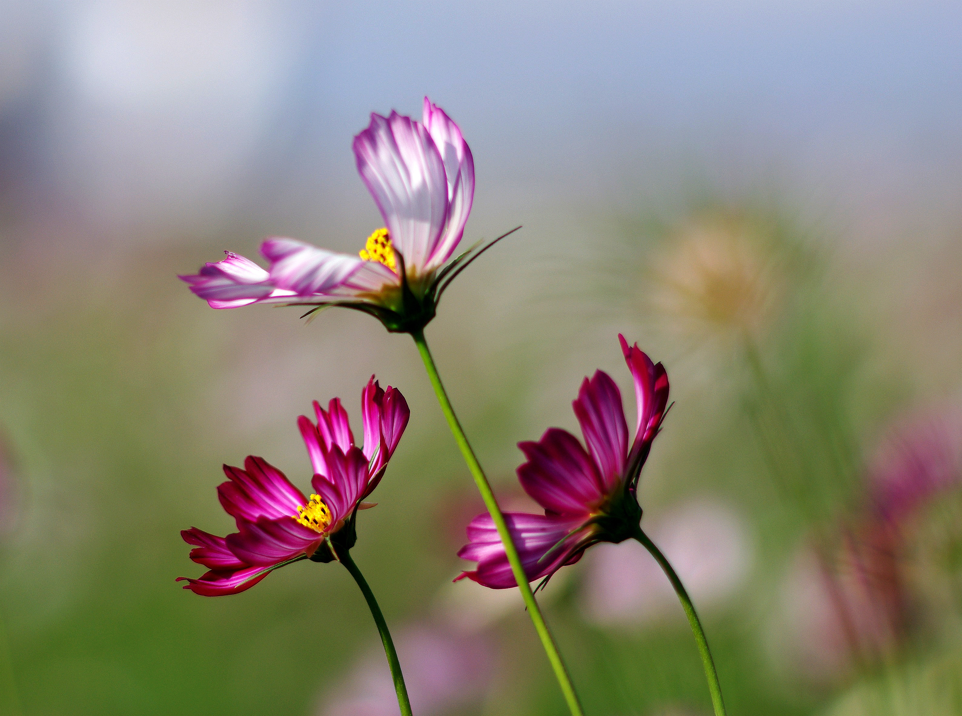 IMGP2652_副本.jpg