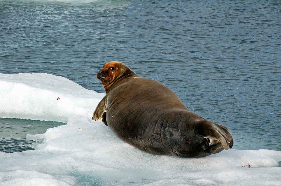 Norway_Svalbard_BeardedSealOnIce_03 1.jpg