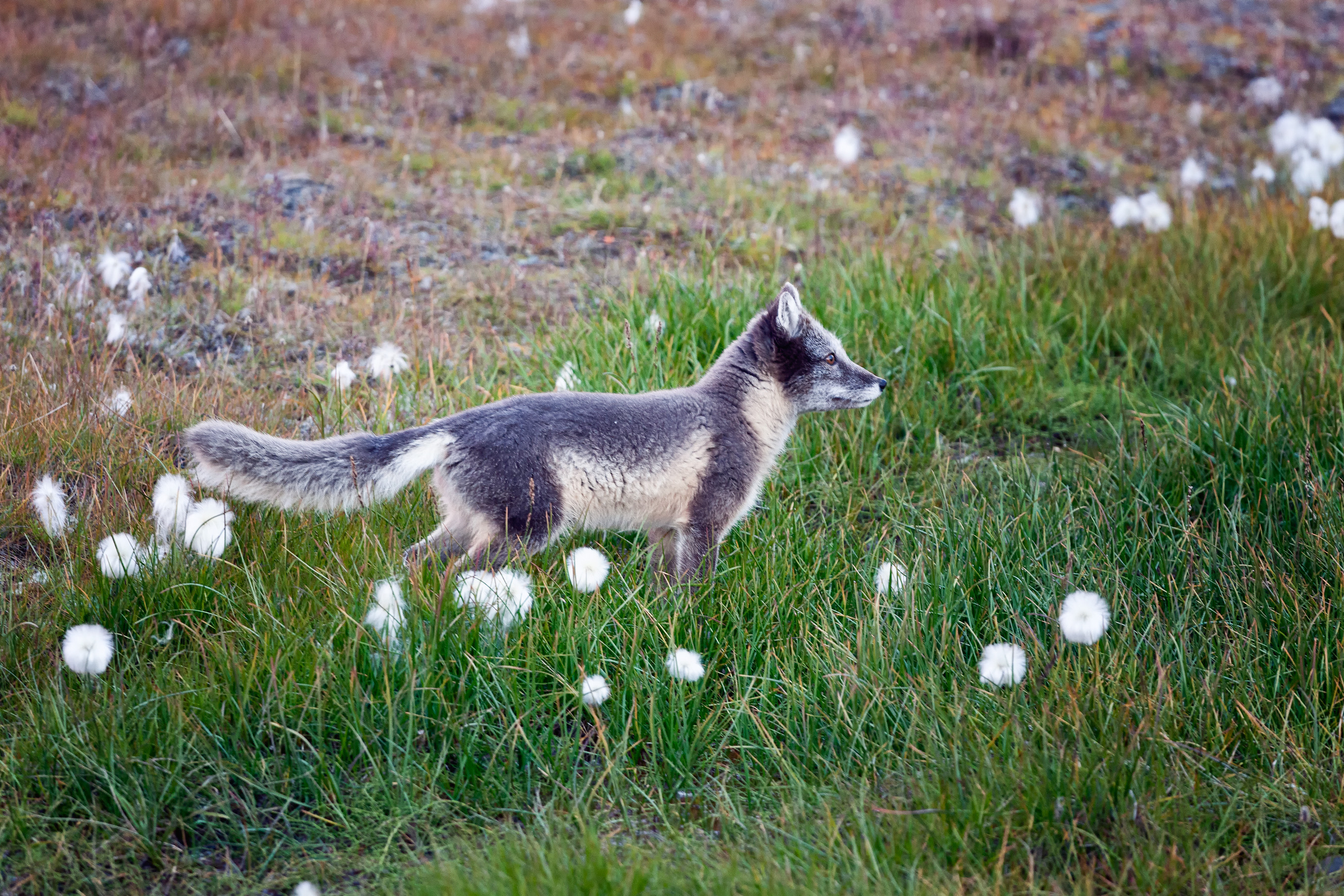 Norway_Svalbard_ArcticFox_01_XTS.jpg