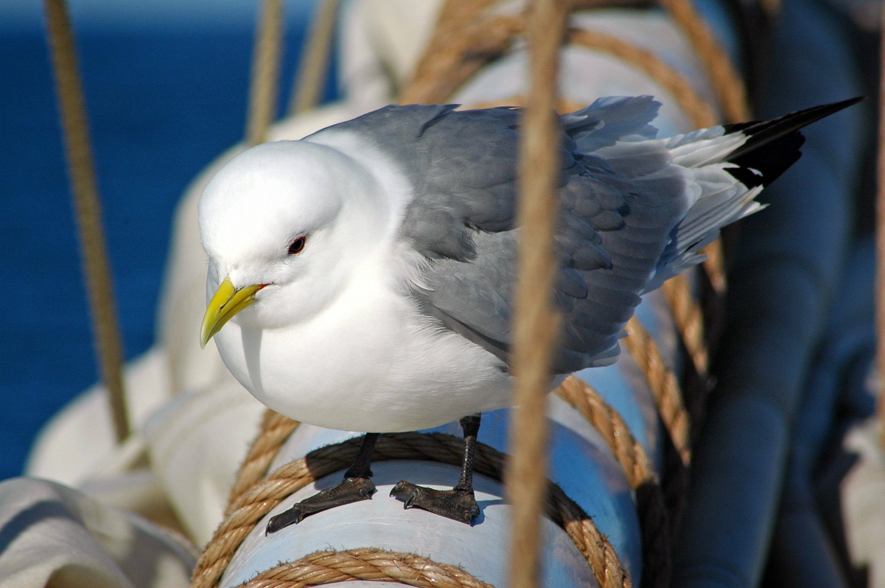 Norway_Svalbard_bird_Black-legged_Kittiwake_01.jpg