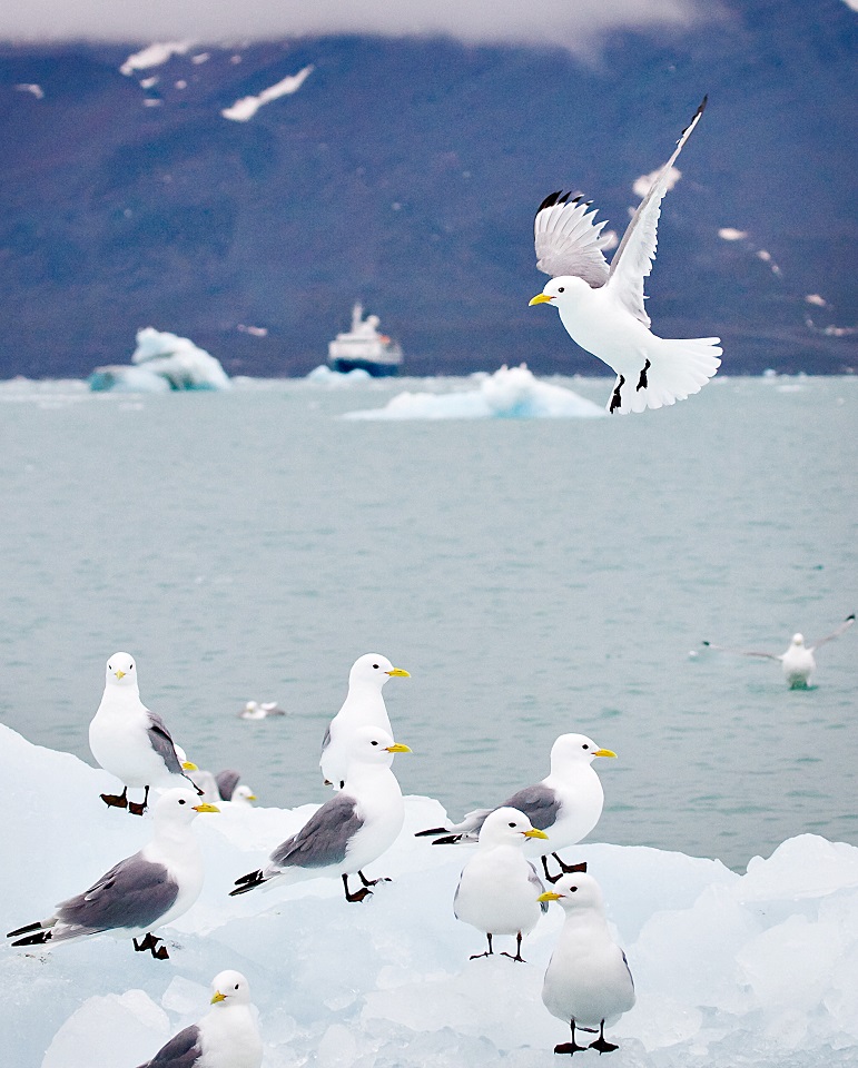 Norway_Svalbard_Bird_Seagul_001 1.jpg