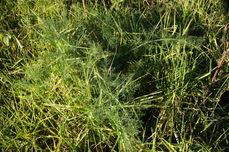 DPP_1096.JPG