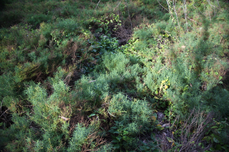 DPP_1103.JPG