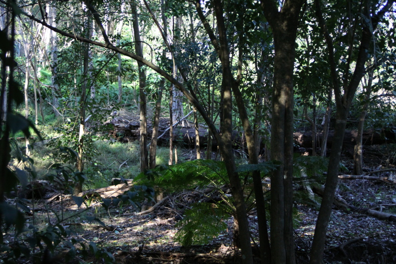 DPP_1109.JPG