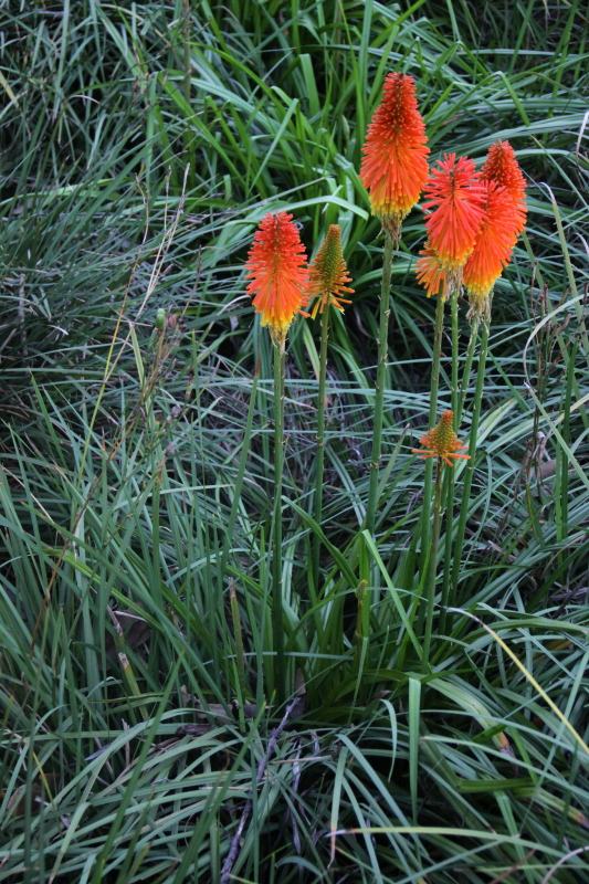 DPP_1039.JPG