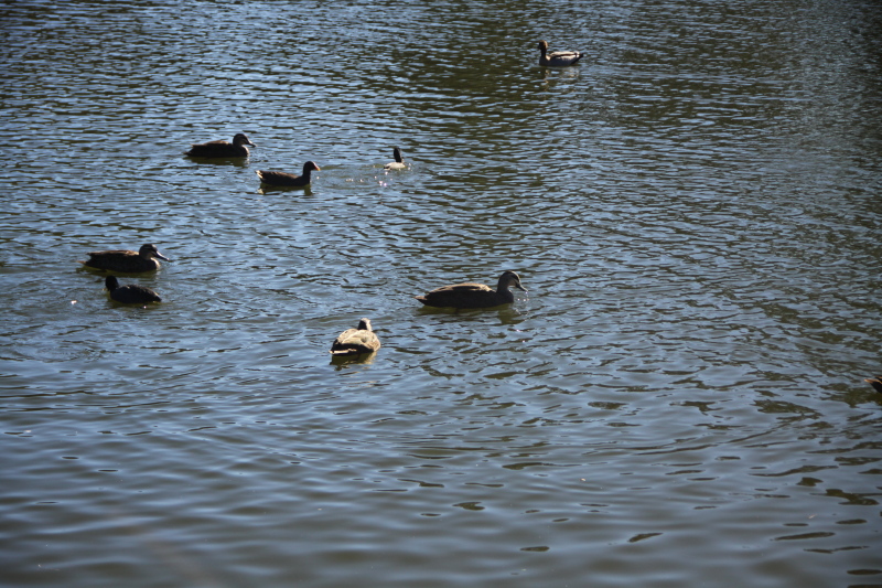DPP_1052.JPG