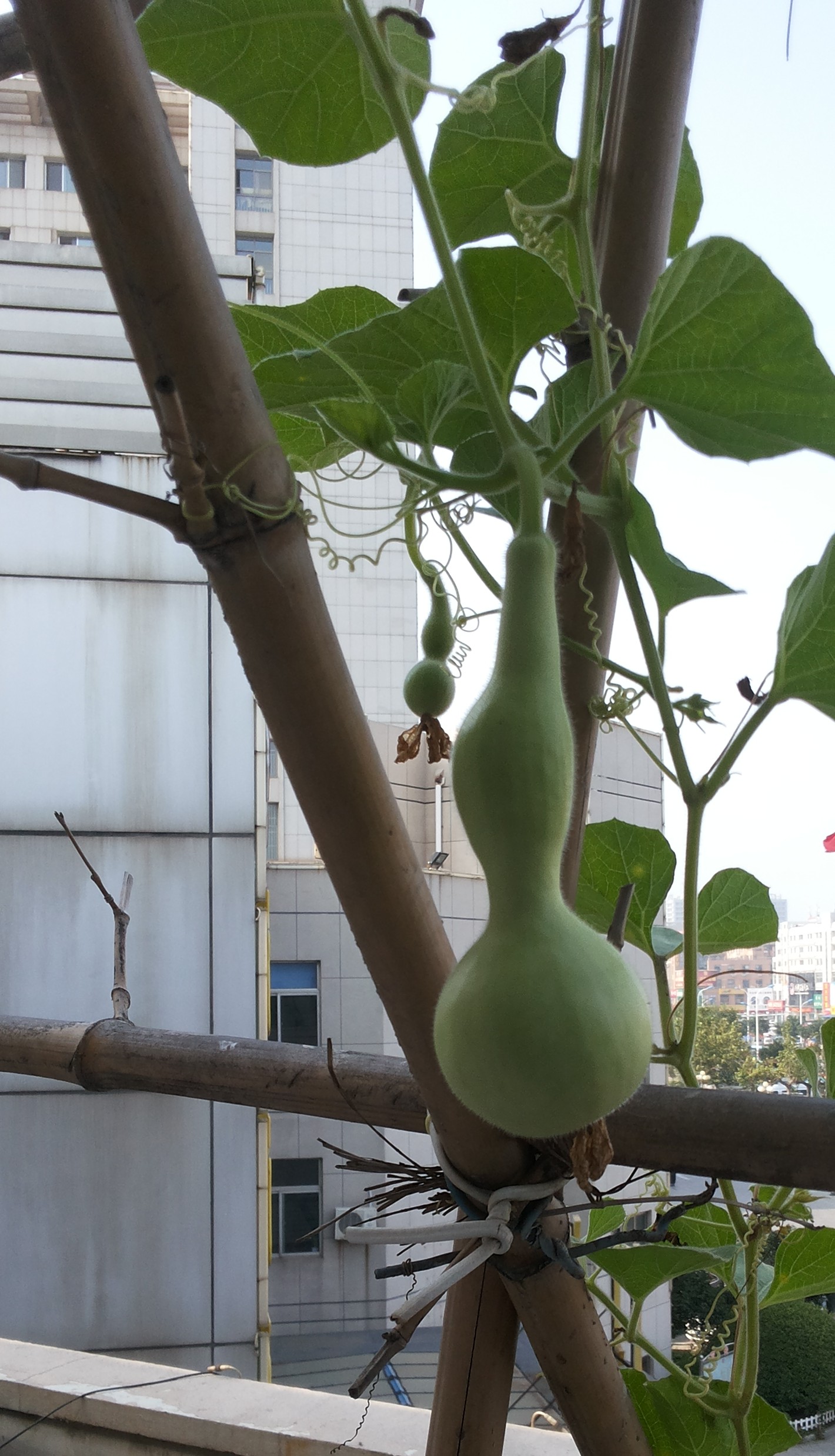 20140804_081015_conew1.jpg