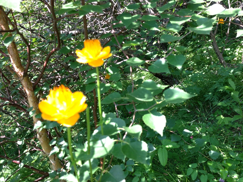IMG_3626.JPG