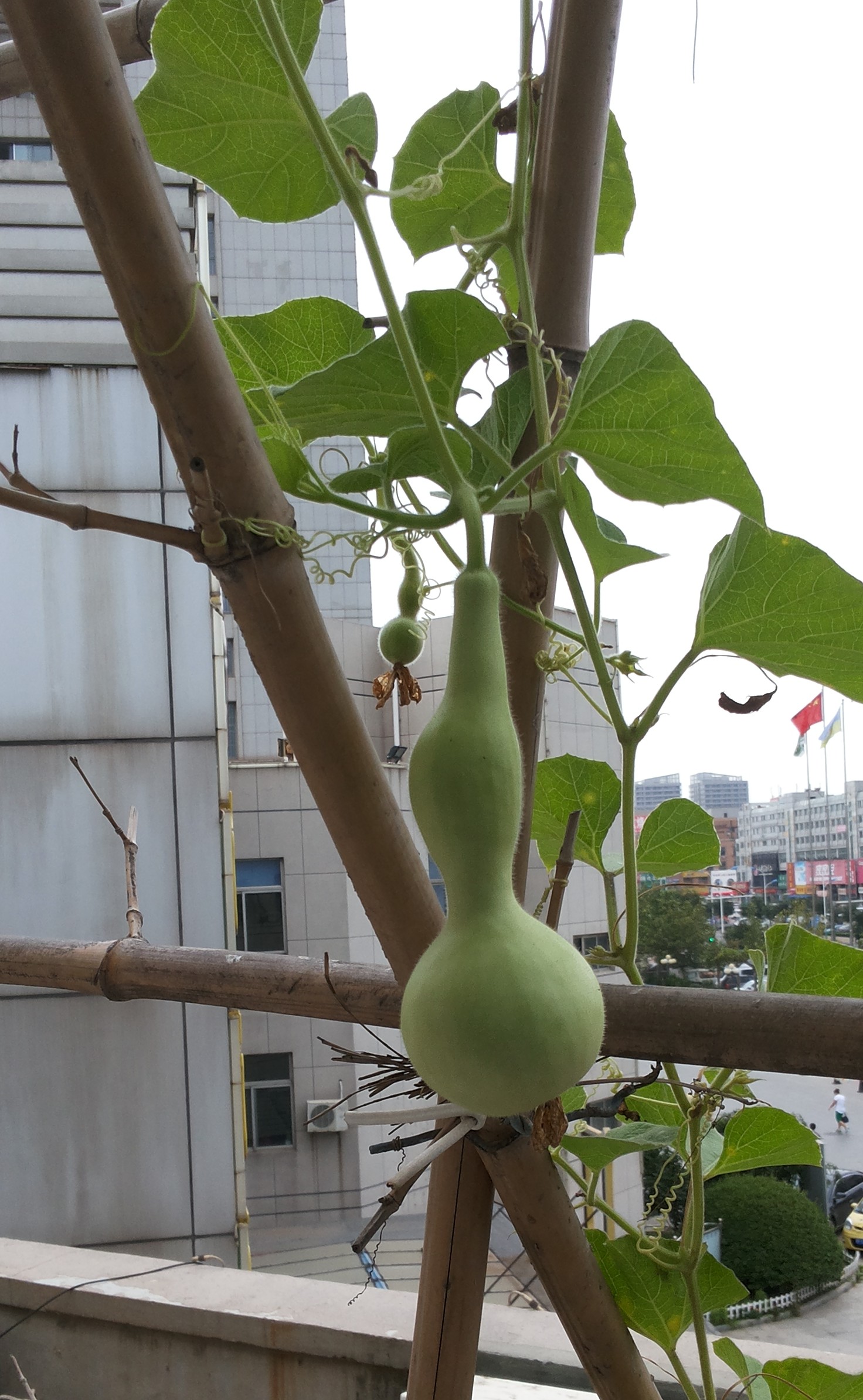 20140805_075158_conew1.jpg