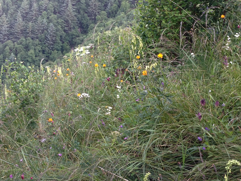 IMG_3632.JPG