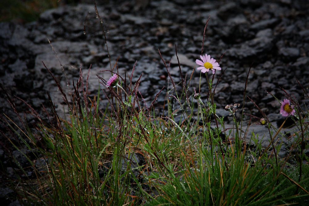 山花3.jpg