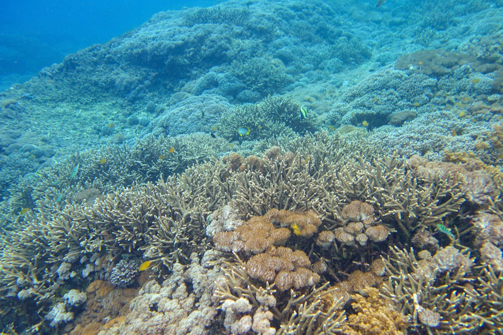 巴厘岛-蓝梦岛浮潜-03205.jpg