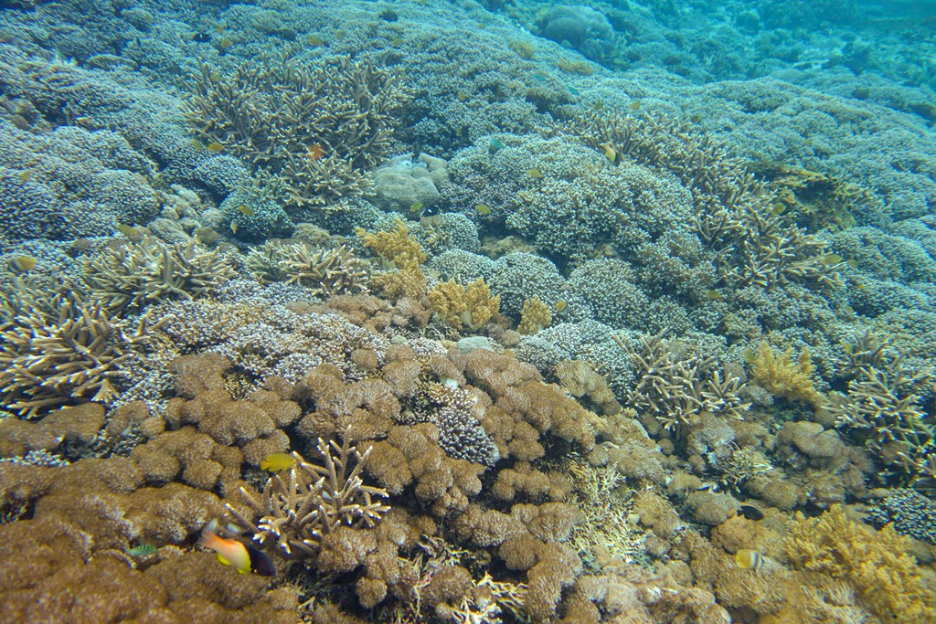 巴厘岛-蓝梦岛浮潜-03209.jpg