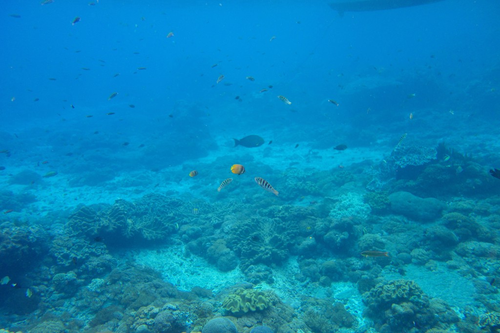 巴厘岛-蓝梦岛浮潜-03259.jpg