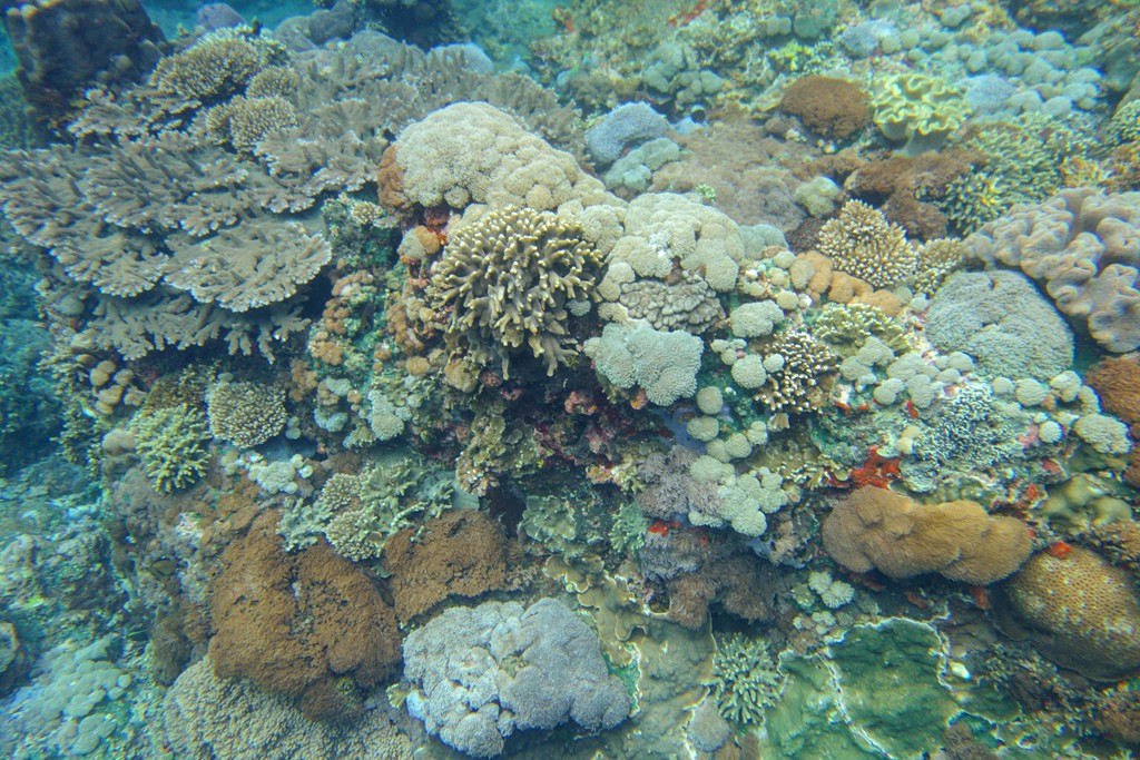 巴厘岛-蓝梦岛浮潜-03274.jpg
