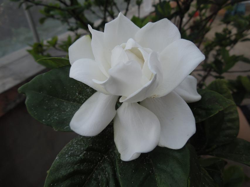 10纯正的白色花.jpg
