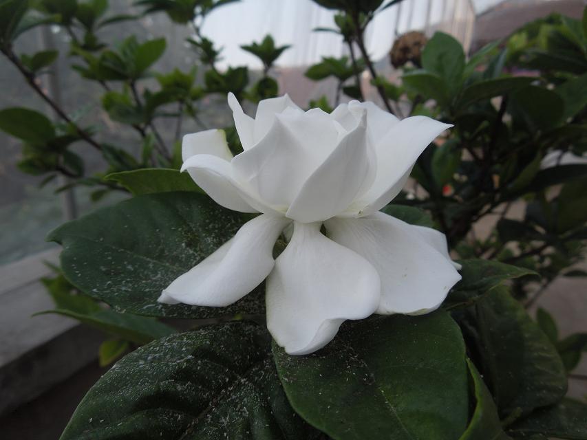 10纯正的白色花 (1).jpg