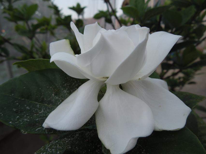 10纯正的白色花 (2).jpg