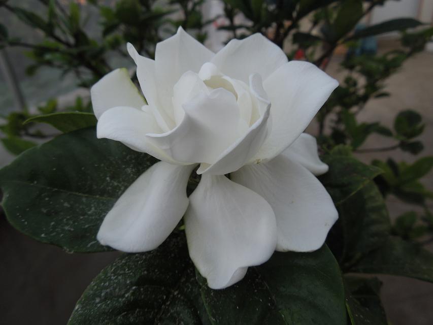 10纯正的白色花 (3).jpg