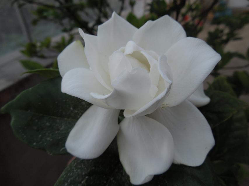 10纯正的白色花 (4).jpg