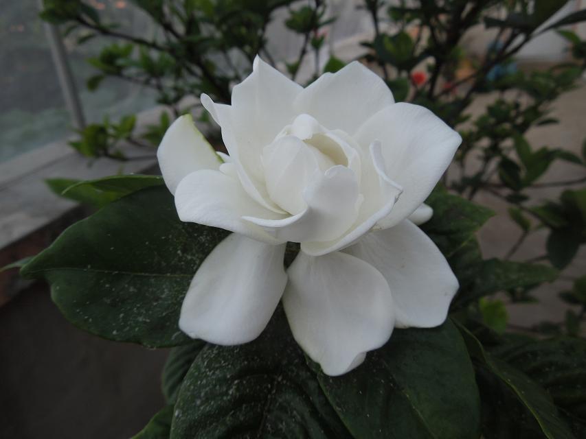 10纯正的白色花 (5).jpg