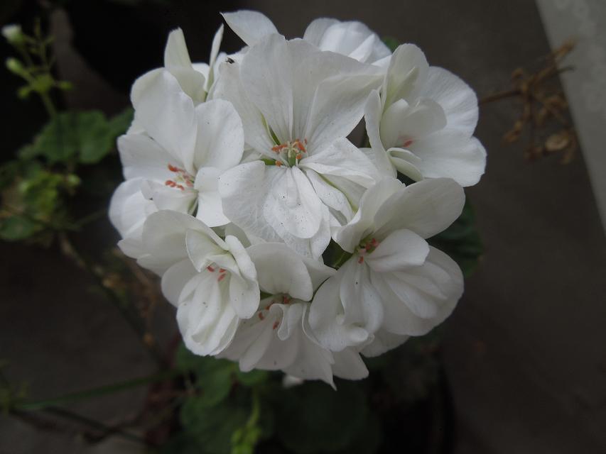 10纯正的白色花 (6).jpg