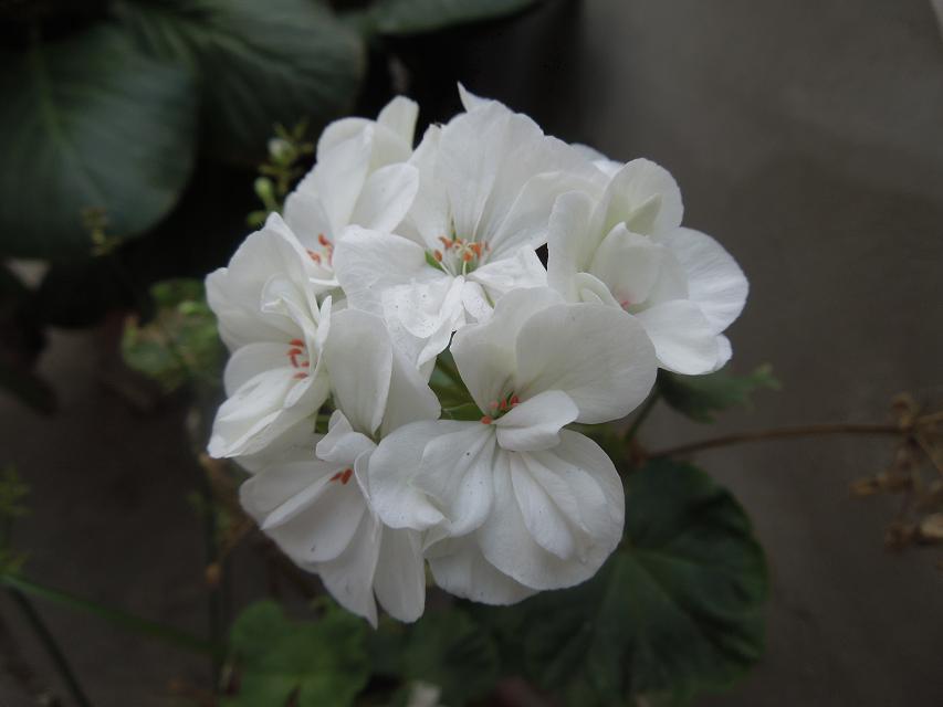 10纯正的白色花 (7).jpg