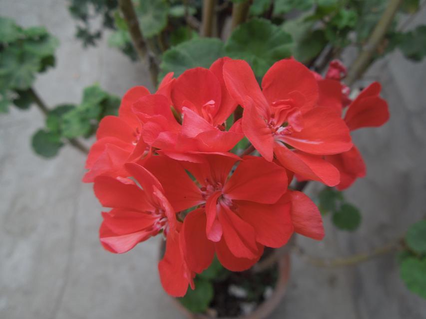 11小红花 (1).jpg