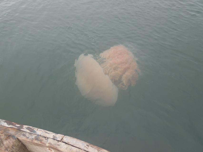 7早上赶海 (63).jpg