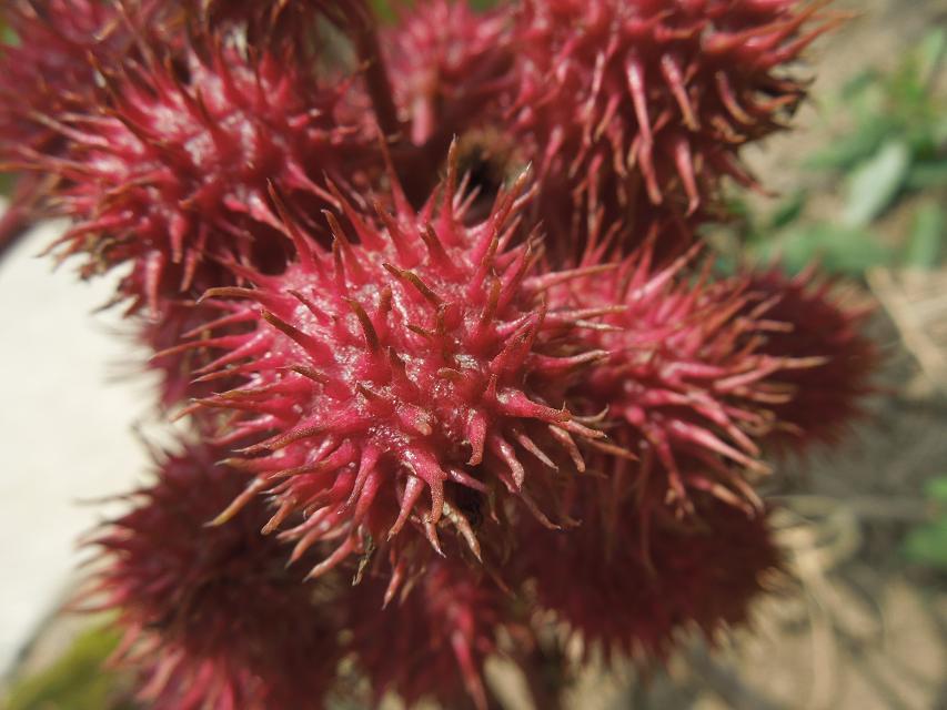 蓖麻籽好像是海胆 (1).jpg
