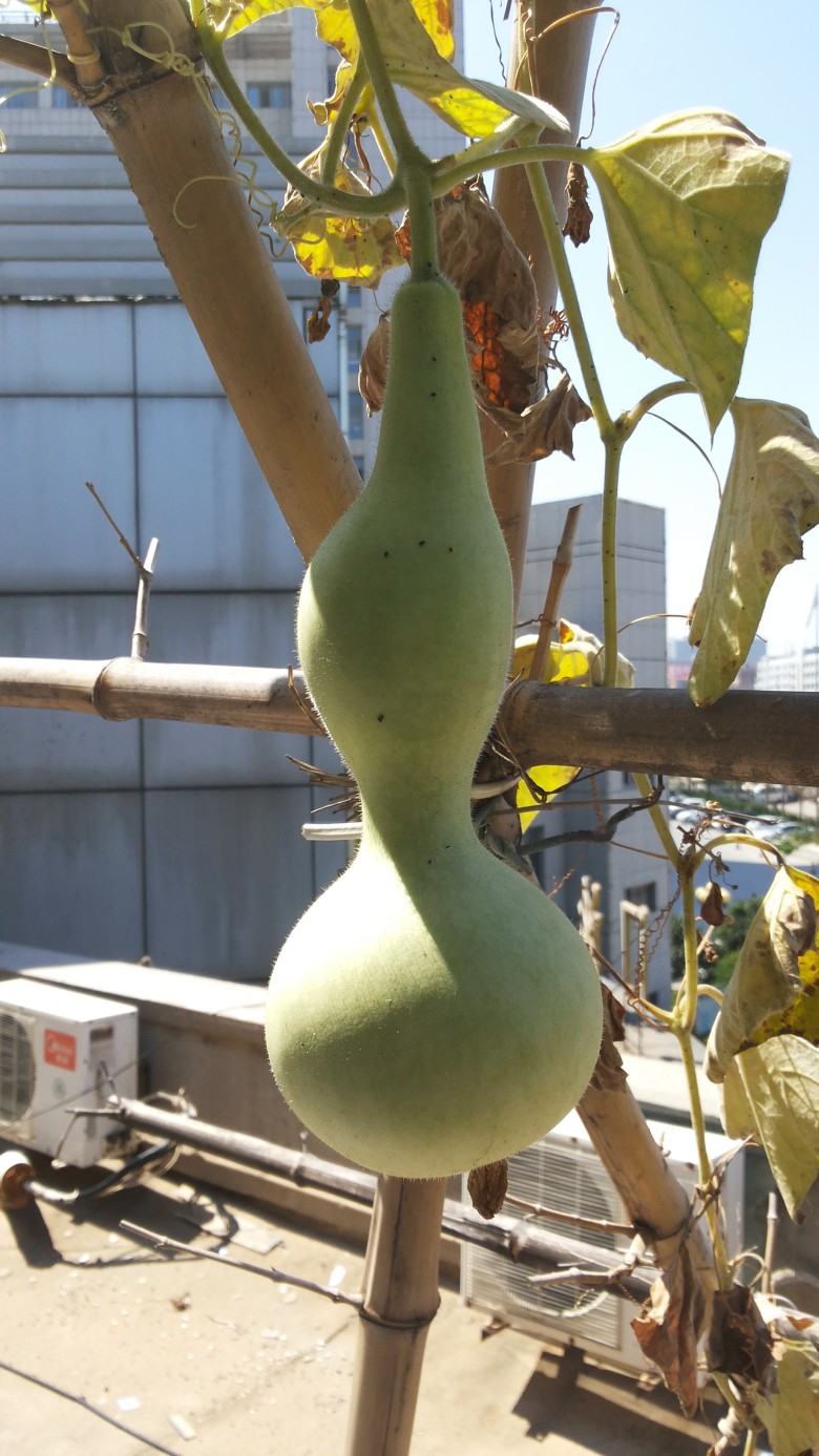 20140826_103152_conew1.jpg
