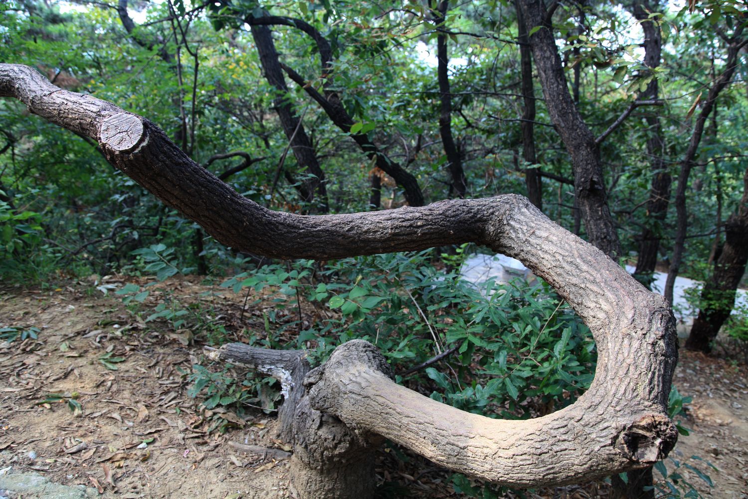 西炮台，南山 121.jpg