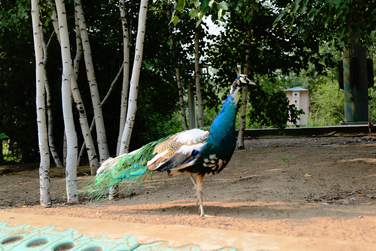 IMG_2262_副本.jpg