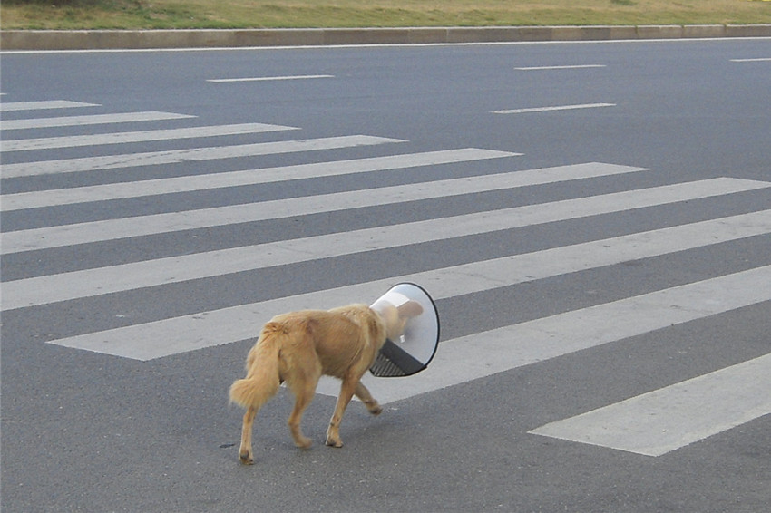 狗 1.jpg