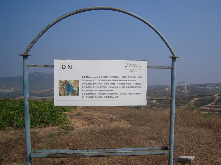 瀑拉谷葡萄 3.jpg