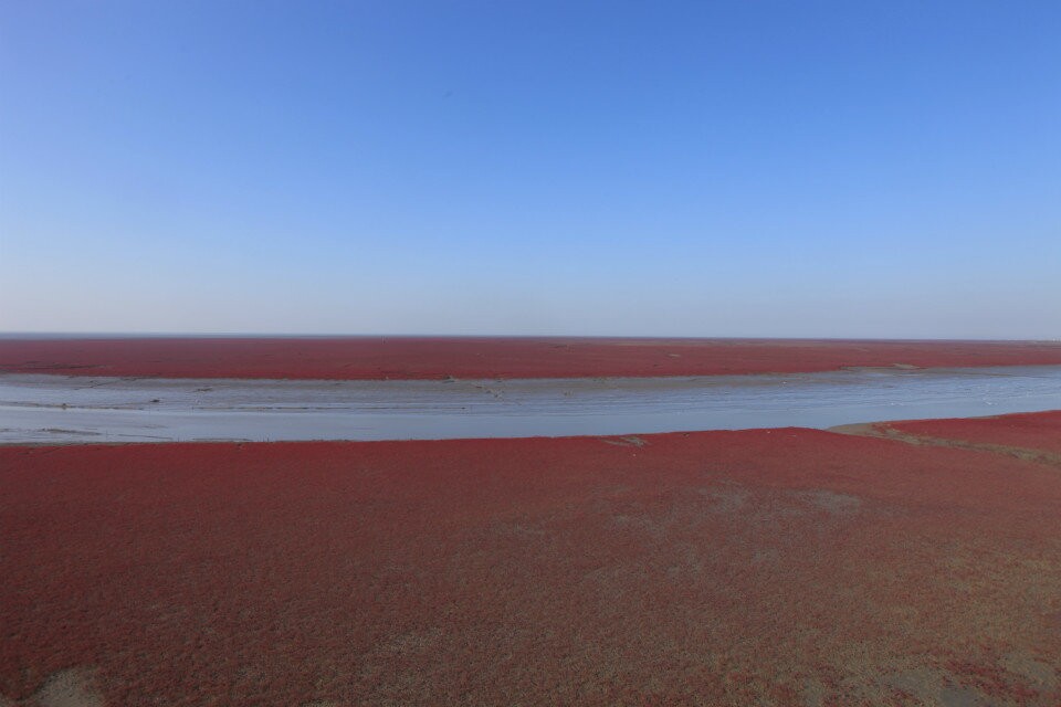 红海滩.jpg