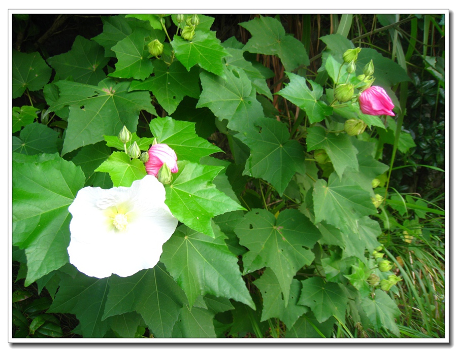 照片 009.jpg