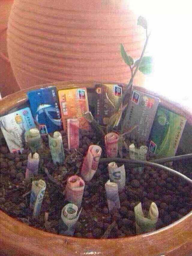 万事俱备，只等他们生根发芽了.jpg