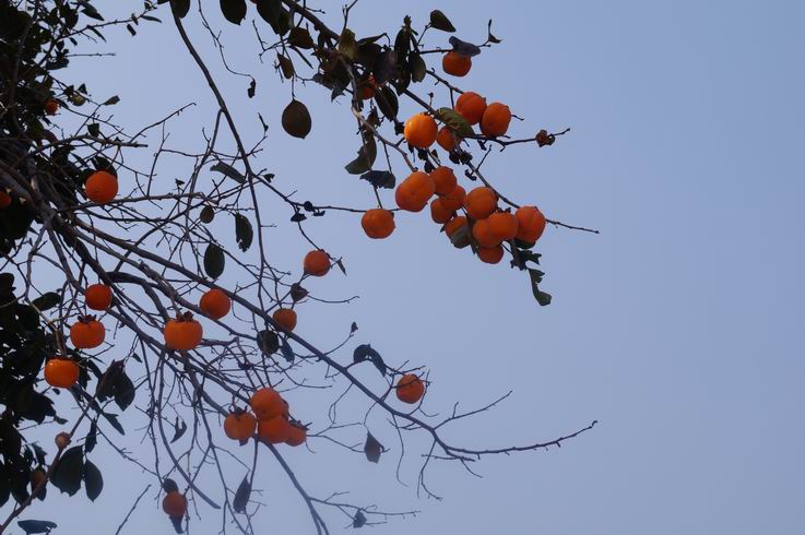 DSC07270.JPG