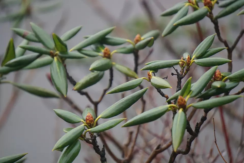 l黄山植物 (1).jpg