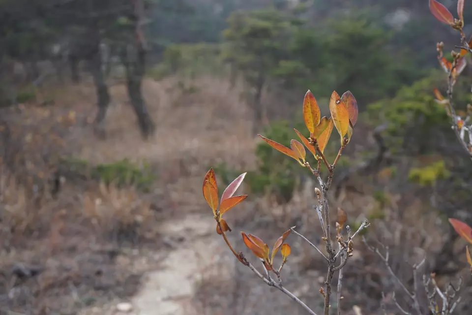 2014深秋的杜鹃 (7).jpg