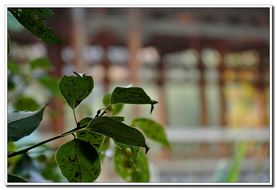 DSC_2996.jpg