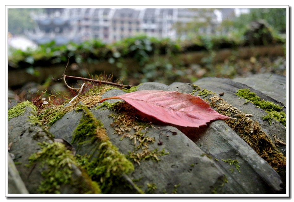 DSC_3021.jpg
