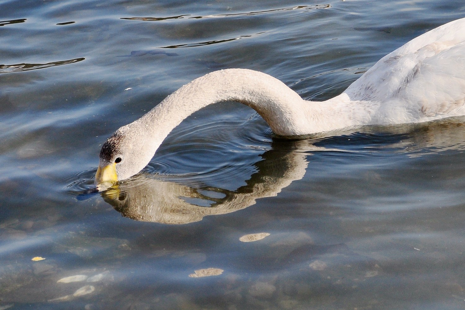 nEO_IMG_DSC_6868.jpg