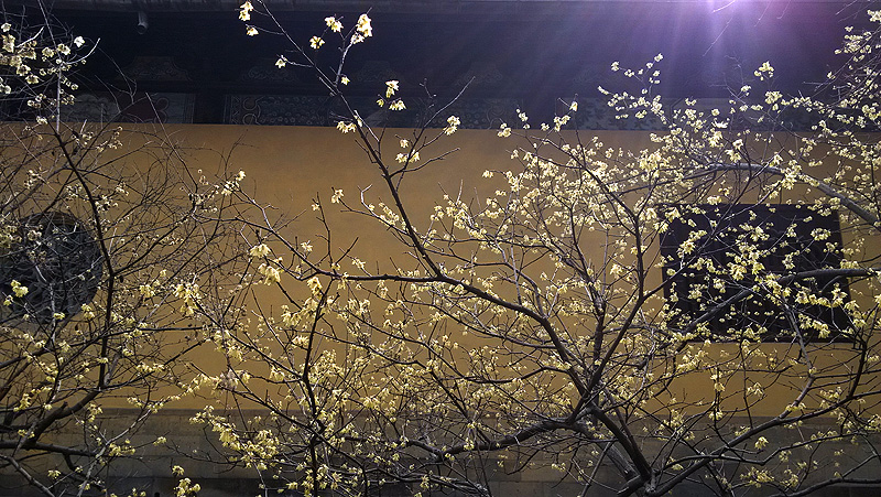 春花-1.jpg