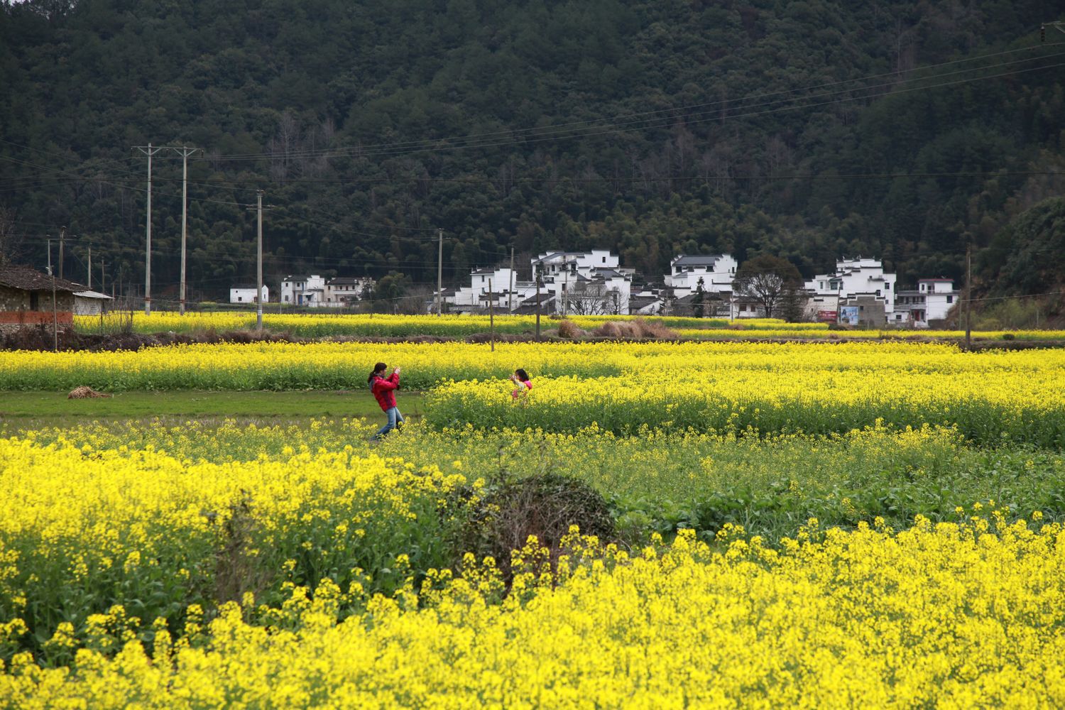 婺源油菜花 111.jpg