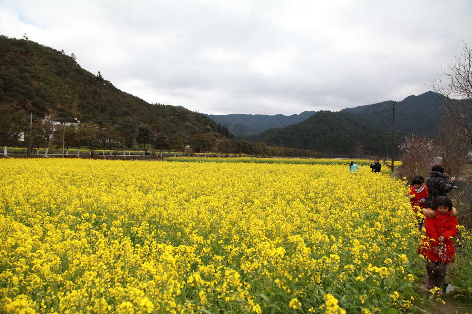 婺源油菜花 151.jpg