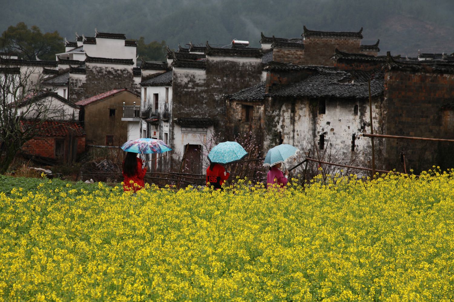 婺源油菜花 327.jpg