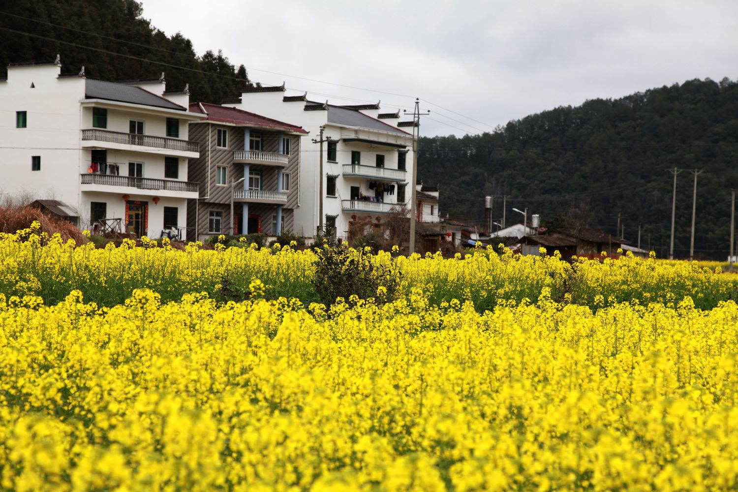 婺源油菜花 090.jpg